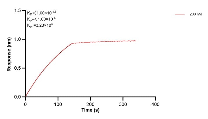 Affinity and Kinetic Characterization of 68451-4-PBS Affinity and Kinetic Characterization of 68451-4-PBS
