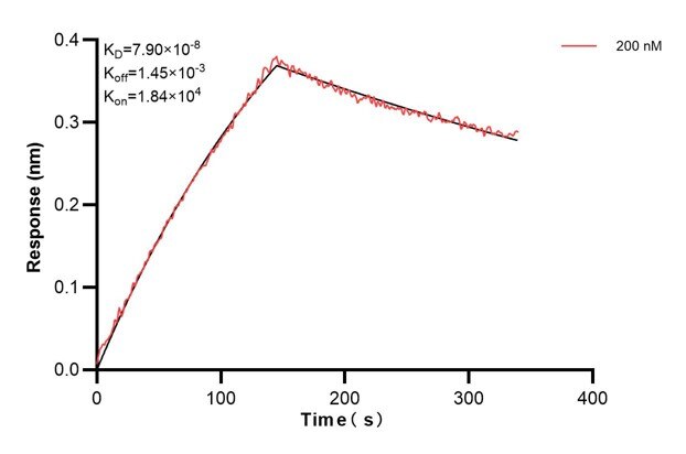 Affinity and Kinetic Characterization of 68468-5-PBS Affinity and Kinetic Characterization of 68468-5-PBS