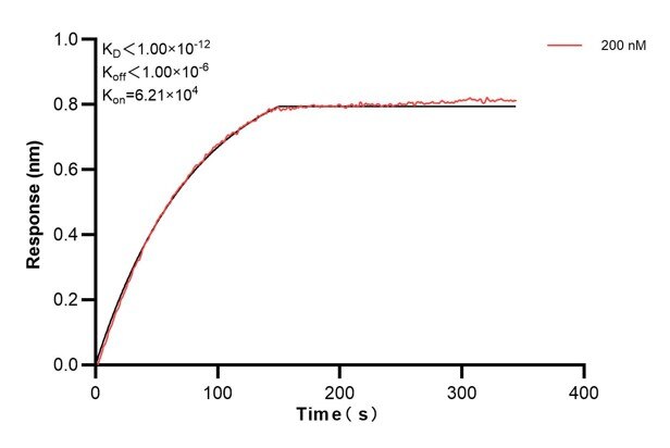 Biolayer interferometry (BLl) kinetic assays of 68492-3-Ig against Human CIAPIN1 were performed. The affinity constant is below 1 pM. Affinity and Kinetic Characterization of 68492-3-PBS