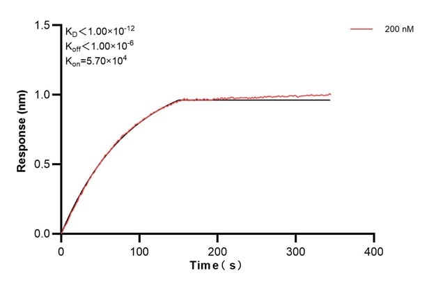 Biolayer interferometry (BLl) kinetic assays of 68492-4-Ig against Human CIAPIN1 were performed. The affinity constant is below 1 pM. Affinity and Kinetic Characterization of 68492-4-PBS