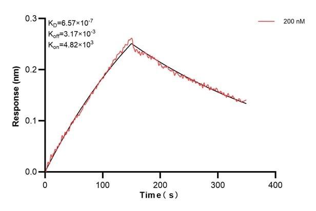 Affinity and Kinetic Characterization of 68515-1-Ig