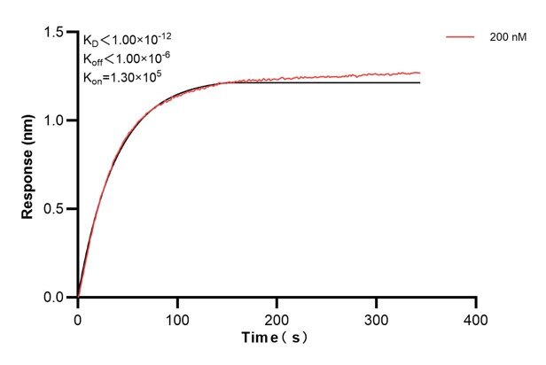 Biolayer interferometry (BLl) kinetic assays of 68589-3-Ig against Human TMEM132A were performed. The affinity constant is below 1 pM. Affinity and Kinetic Characterization of 68589-3-PBS