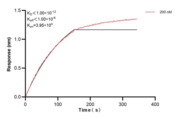 Biolayer interferometry (BLl) kinetic assay of 68634-3-Ig against Human NFE2L1 was performed. The affinity constant is below 1 pM.. Affinity and Kinetic Characterization of 68634-3-PBS