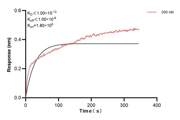 Biolayer interferometry (BLl) kinetic assay of 68634-4-Ig against Human NFE2L1 was performed. The affinity constant is below 1 pM.. Affinity and Kinetic Characterization of 68634-4-PBS