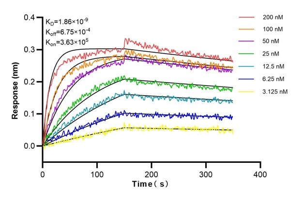 Affinity and Kinetic Characterization of 68677-2-Ig