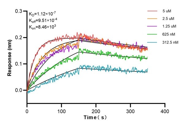 Affinity and Kinetic Characterization of 68677-3-Ig