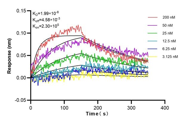 Affinity and Kinetic Characterization of 68750-1-Ig