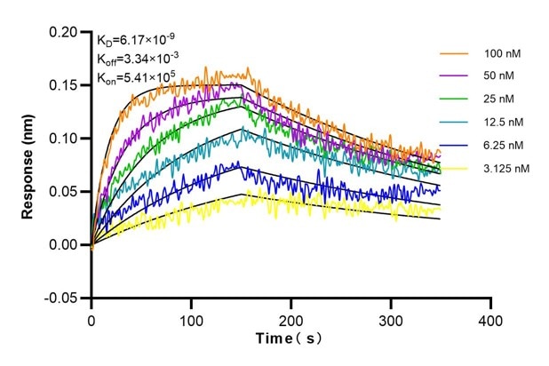 Affinity and Kinetic Characterization of 68750-3-Ig