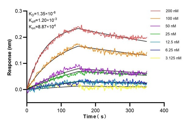Affinity and Kinetic Characterization of 68767-1-Ig