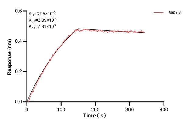 Biolayer interferometry (BLl) kinetic assays of 68792-1-Ig against Human NME1 were performed. The affinity constant is 39.5 nM. Affinity and Kinetic Characterization of 68792-1-PBS