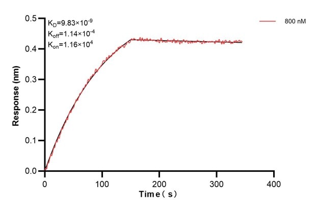 Biolayer interferometry (BLl) kinetic assays of 68792-2-Ig against Human NME1 were performed. The affinity constant is 9.83 nM. Affinity and Kinetic Characterization of 68792-2-PBS