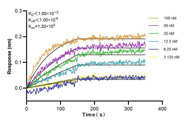 Affinity and Kinetic Characterization of 68822-1-Ig