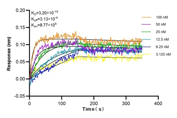 Affinity and Kinetic Characterization of 68822-2-Ig