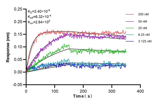 Affinity and Kinetic Characterization of 68837-1-Ig
