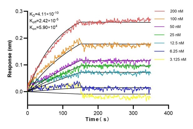 Affinity and Kinetic Characterization of 68837-2-Ig