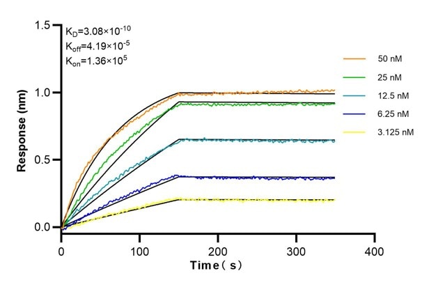 Affinity and Kinetic Characterization of 68839-2-Ig