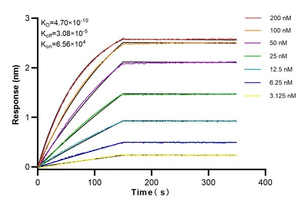 Affinity and Kinetic Characterization of 68839-5-Ig