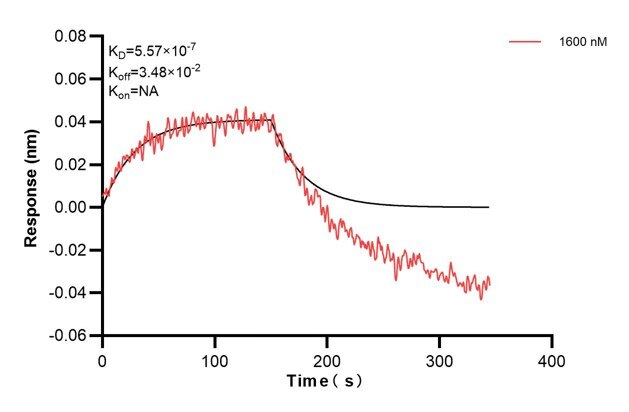 Biolayer interferometry (BLl) kinetic assay of 68859-3-Ig against Human KRT7 was performed. The affinity constant is 557 nM... Affinity and Kinetic Characterization of 68859-3-PBS