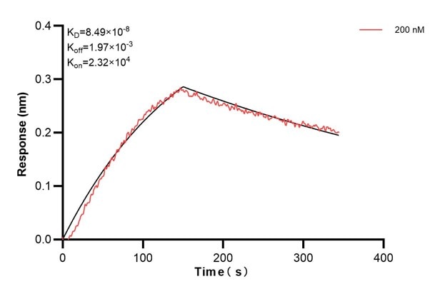 Biolayer interferometry (BLl) kinetic assays of 68866-1-Ig against Human TIMM8A were performed. The affinity constant is 84.9 nM. against Human NME1 were performed. The affinity constant is 39.5 nM. Affinity and Kinetic Characterization of 68866-1-PBS