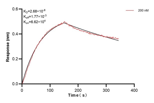 Biolayer interferometry (BLl) kinetic assays of 68866-2-Ig against Human TIMM8A were performed. The affinity constant is 26.8 nM. against Human NME1 were performed. The affinity constant is 39.5 nM. Affinity and Kinetic Characterization of 68866-2-PBS