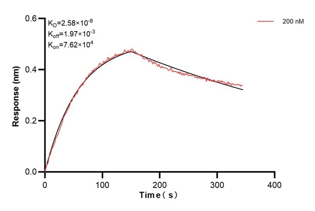Biolayer interferometry (BLl) kinetic assays of 68866-3-Ig against Human TIMM8A were performed. The affinity constant is 25.8 nM. against Human NME1 were performed. The affinity constant is 39.5 nM. Affinity and Kinetic Characterization of 68866-3-PBS