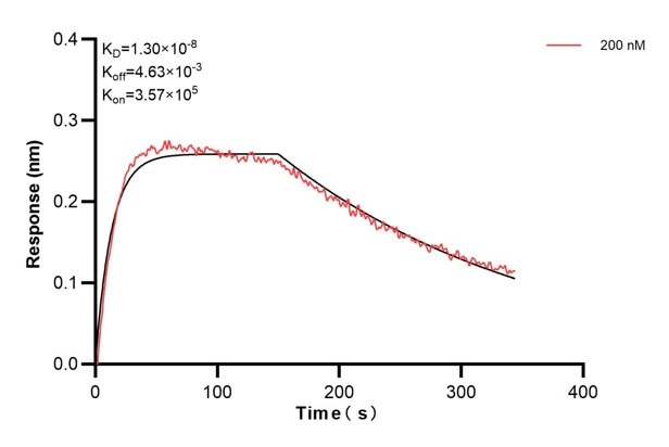 Biolayer interferometry (BLl) kinetic assays of 68894-1-Ig against Human Alpha smooth muscle actin were performed. The affinity constant is 13.0 nM. against Human NME1 were performed. The affinity constant is 39.5 nM. Affinity and Kinetic Characterization of 68894-1-PBS