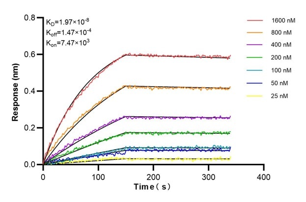 Affinity and Kinetic Characterization of 68897-1-PBS