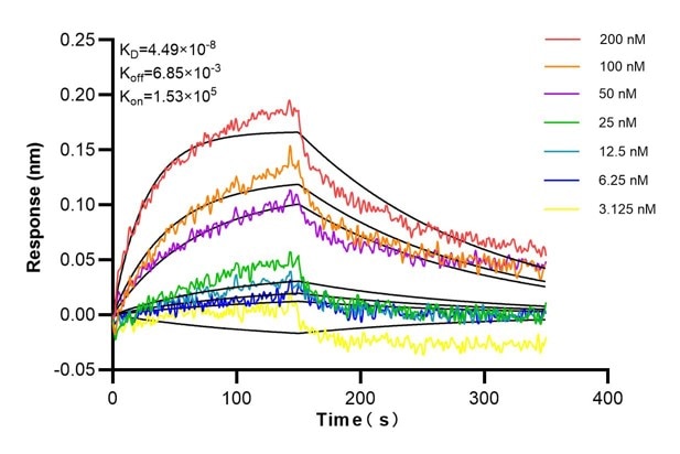 Affinity and Kinetic Characterization of 68897-2-PBS