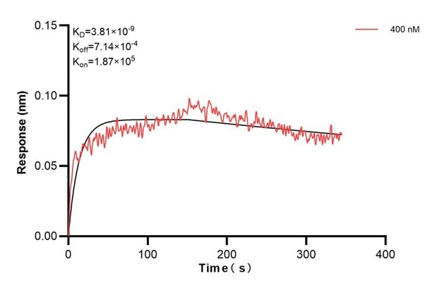 Biolayer interferometry (BLl) kinetic assays of 68910-2-Ig against Human CCDC46 were performed. The affinity constant is 3.81 nM. against Human NME1 were performed. The affinity constant is 39.5 nM. Affinity and Kinetic Characterization of 68910-2-PBS
