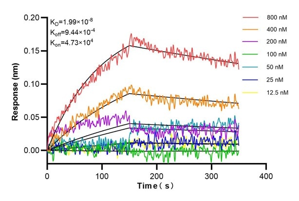 Affinity and Kinetic Characterization of 68981-3-Ig