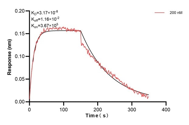 Affinity and Kinetic Characterization of 68983-5-PBS Affinity and Kinetic Characterization of 68983-5-PBS