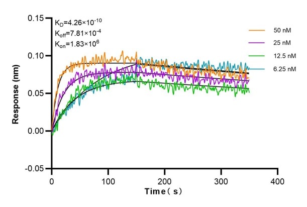 Affinity and Kinetic Characterization of 69018-2-Ig