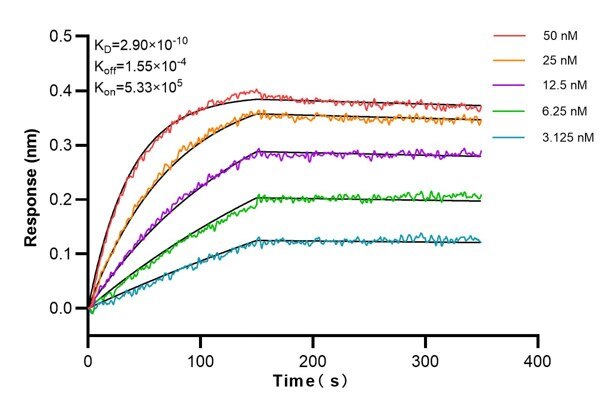 Affinity and Kinetic Characterization of 69021-2-Ig