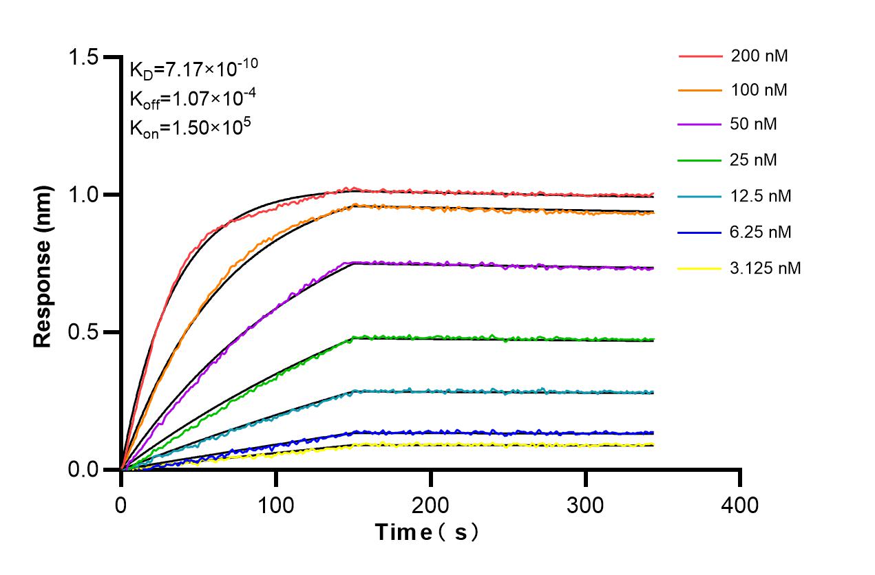 Affinity and Kinetic Characterization of 80272-3-RR