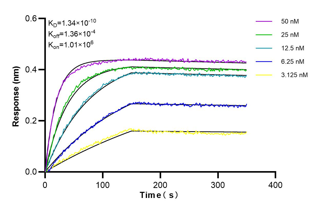 Affinity and Kinetic Characterization of 80469-2-RR