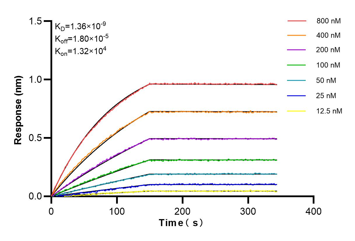 Affinity and Kinetic Characterization of 80855-2-PBS