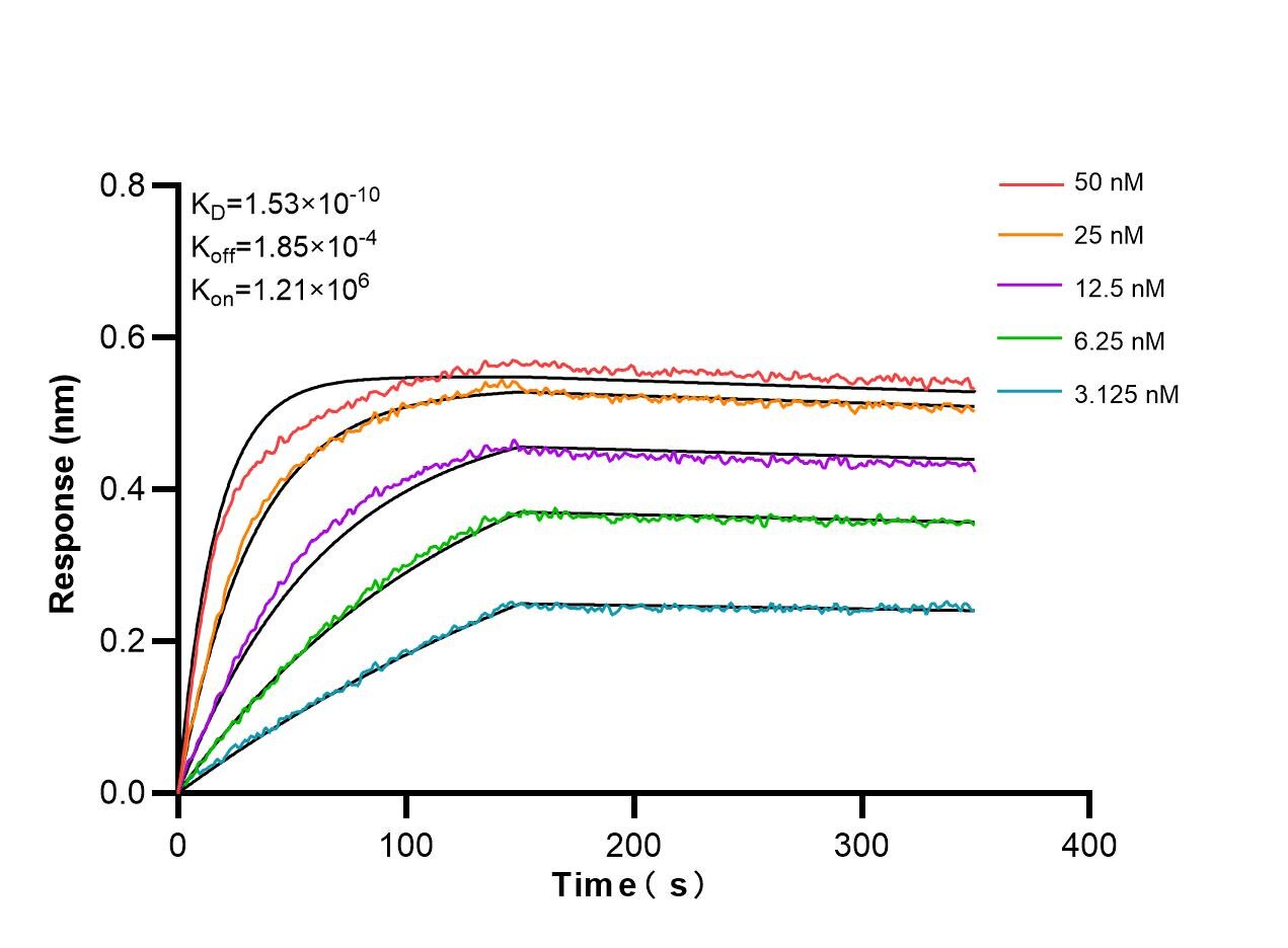 Affinity and Kinetic Characterization of 80919-2-RR