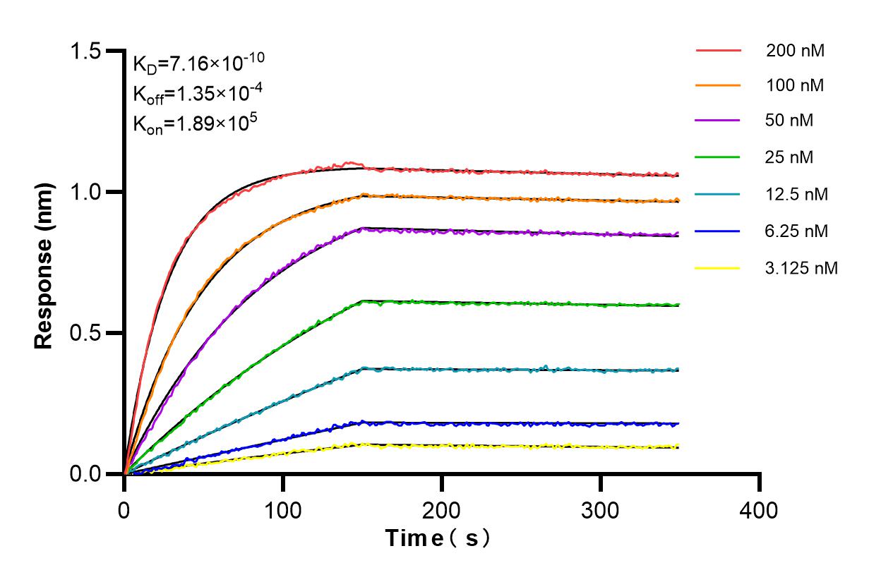Affinity and Kinetic Characterization of 81090-1-RR