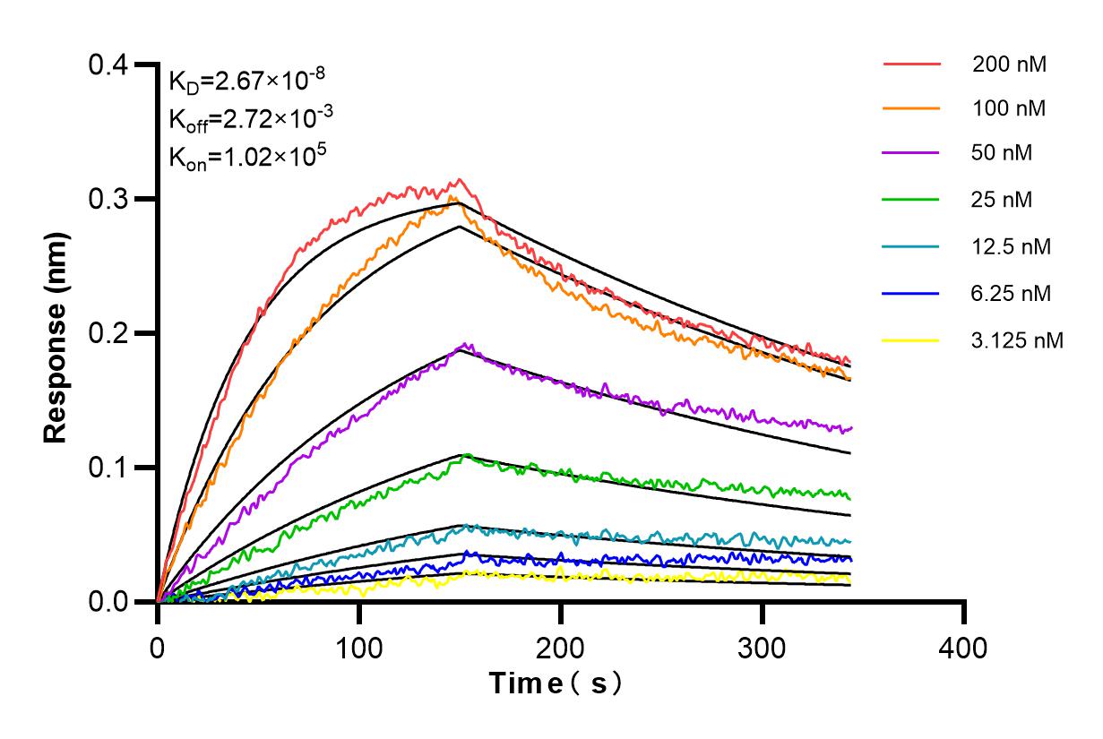 Affinity and Kinetic Characterization of 81115-1-RR