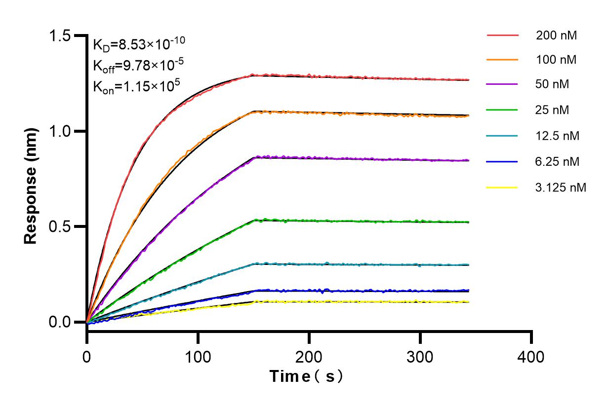 Affinity and Kinetic Characterization of 81135-3-PBS