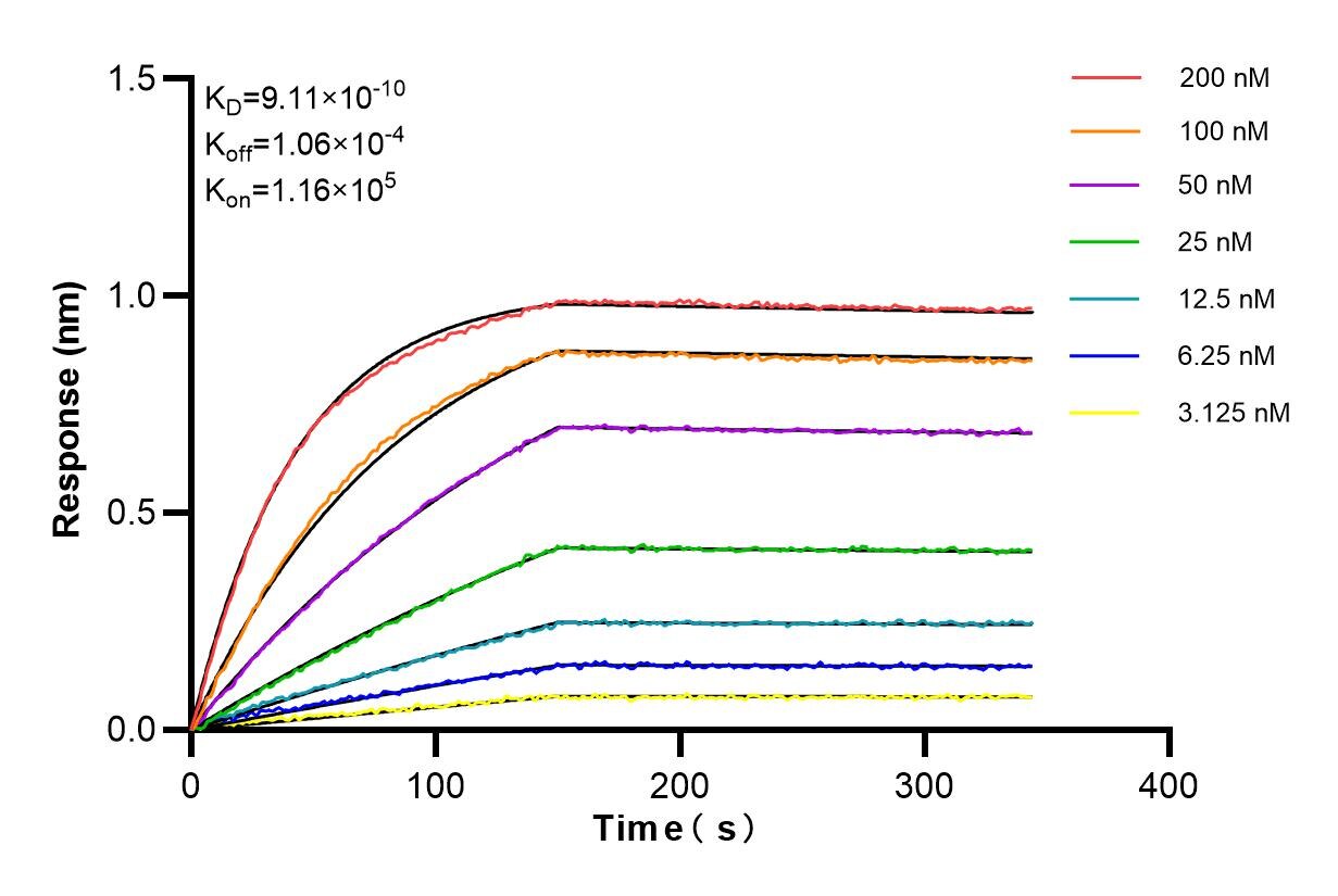 Affinity and Kinetic Characterization of 81135-3-RR