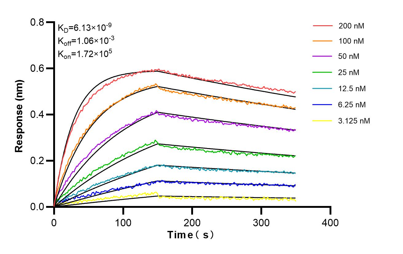 Affinity and Kinetic Characterization of 81137-2-RR