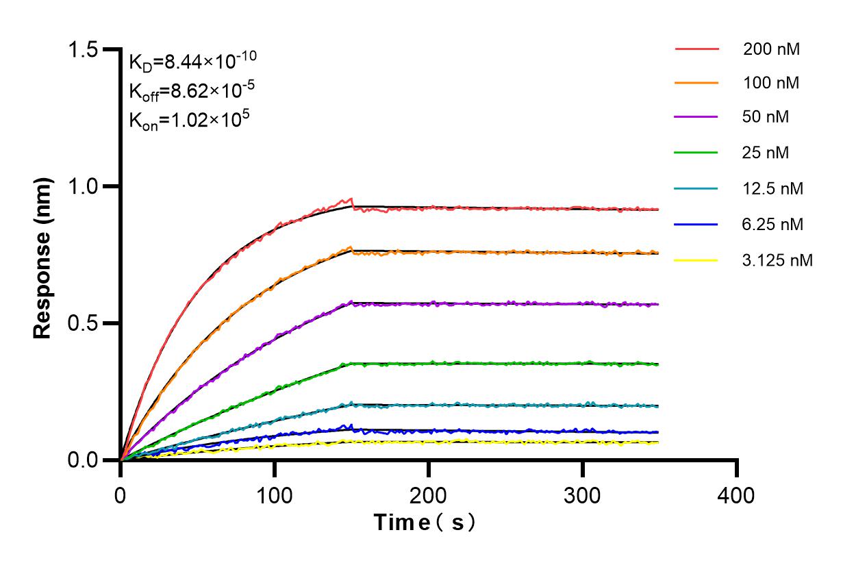 Affinity and Kinetic Characterization of 81156-1-RR