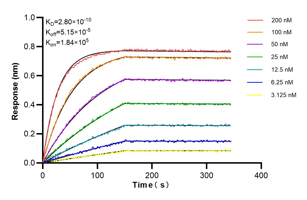 Affinity and Kinetic Characterization of 81161-2-RR