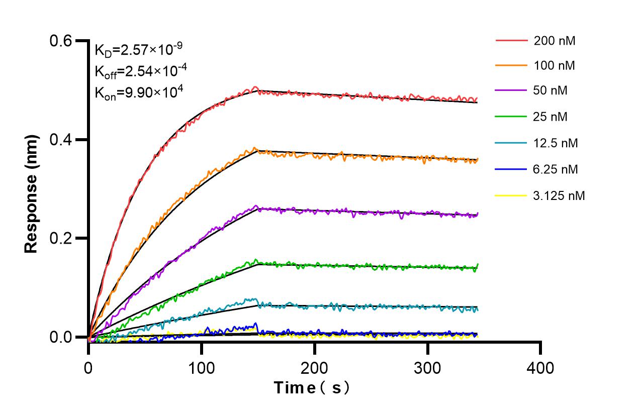 Affinity and Kinetic Characterization of 81161-3-RR
