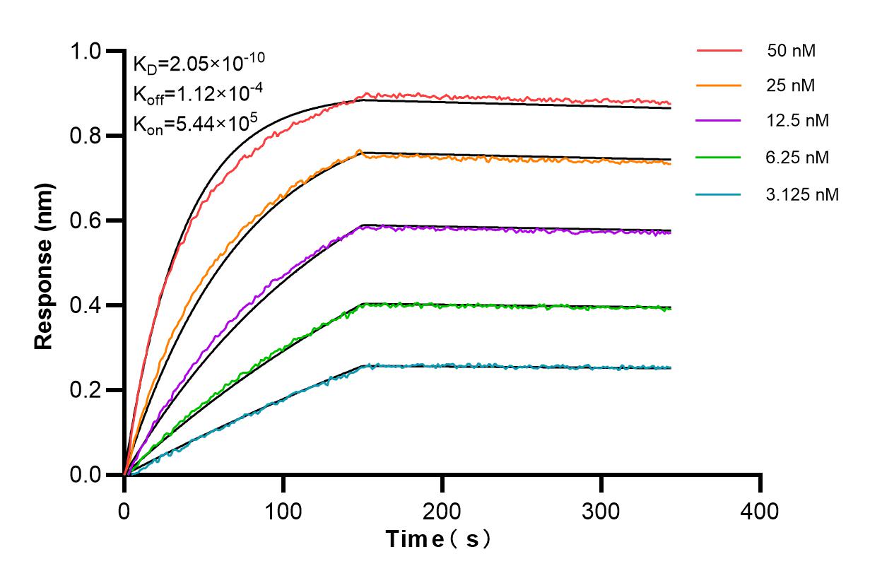 Affinity and Kinetic Characterization of 81202-2-RR