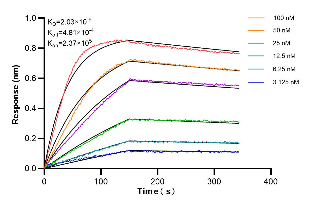 Affinity and Kinetic Characterization of 81334-5-RR