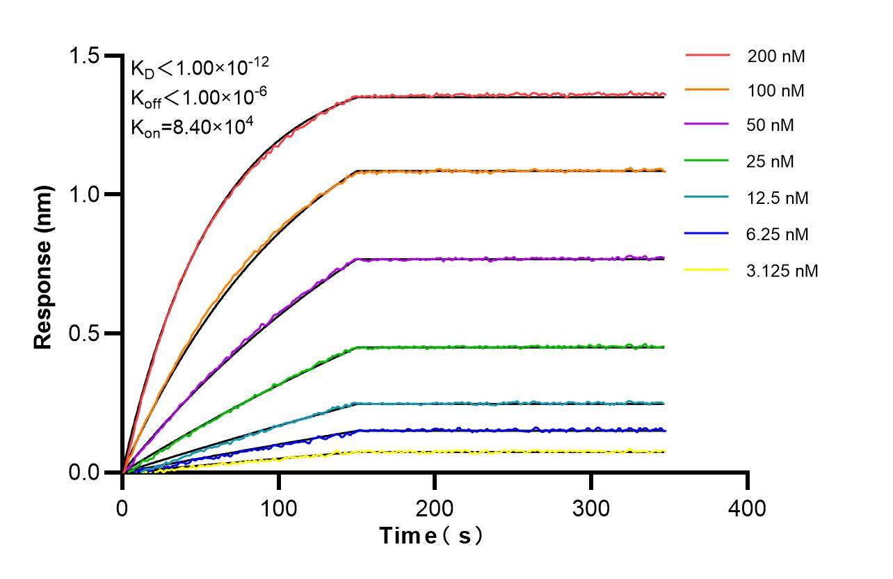 Biolayer interferometry (BLl) kinetic assays of 81370-2-RR against Human IKBKB were performed. The affinity constant is below 1 pM. Affinity and Kinetic Characterization of 81370-2-RR