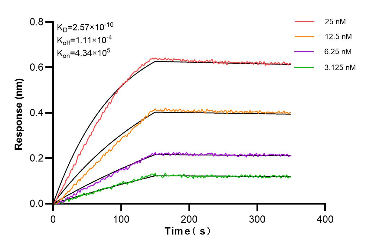Biolayer interferometry (BLl) kinetic assays of 81373-10-RR against Human CDKN2A/P16-INK4A were performed. The affinity constant is 0.257 nM. Affinity and Kinetic Characterization of 81373-10-RR