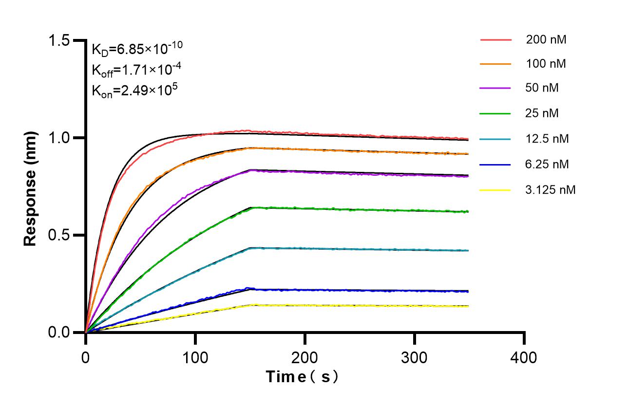 Affinity of 81667-5-RR Affinity of 81667-5-RR